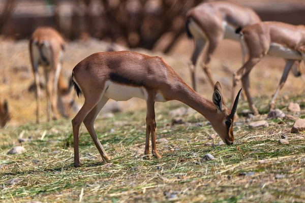 Septembre 2020 Une Jeune Gazelle Arabe Nourrit Herbe Par Une — Photo