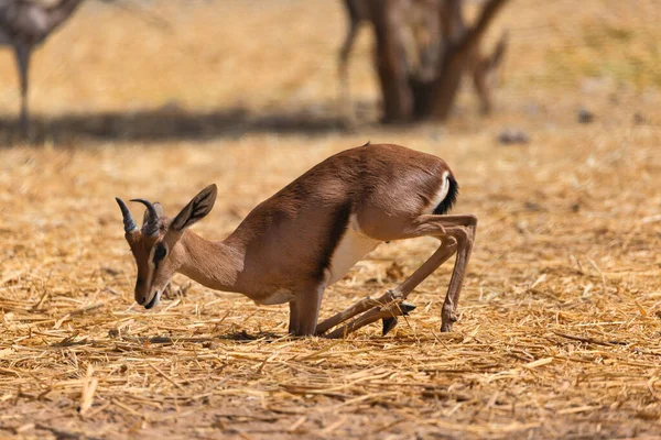 Septembre 2020 Une Gazelle Arabe Plie Les Membres Pour Asseoir — Photo