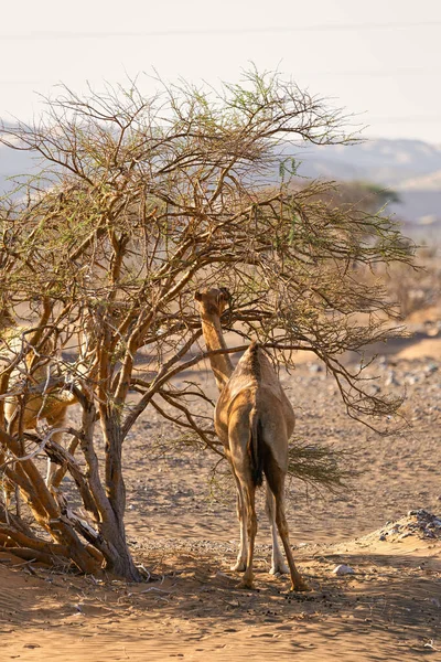 Settembre 2020 Cammelli Nutrono Albero Del Deserto Durante Alba Del — Foto Stock