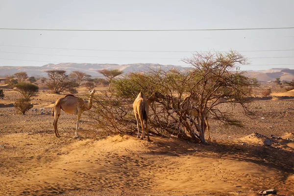 Września 2020 Wielbłądy Żerują Pustynnym Drzewie Podczas Wschodu Słońca — Zdjęcie stockowe