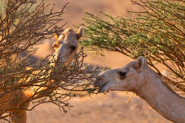 Settembre 2020 Cammelli Nutrono Albero Del Deserto Durante Alba Del — Foto Stock