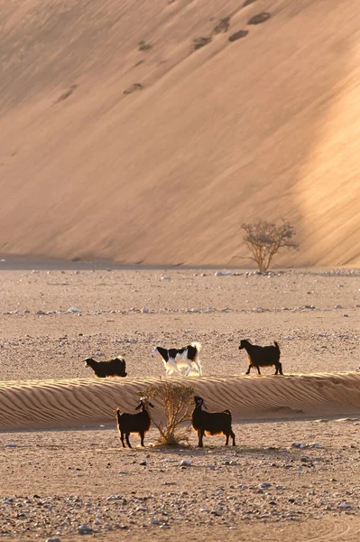 Settembre 2020 Alcune Capre Del Deserto Vanno Fare Una Passeggiata — Foto Stock