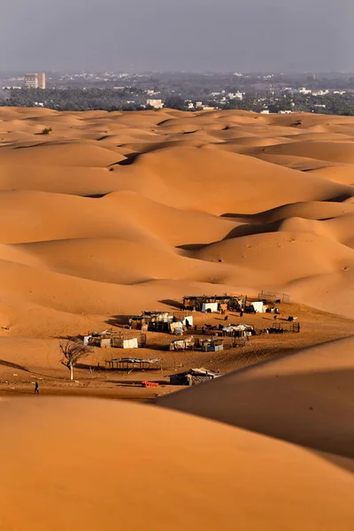 Settembre 2020 Piccolo Allevamento Bovini Trova Nel Mezzo Dune Sabbia — Foto Stock