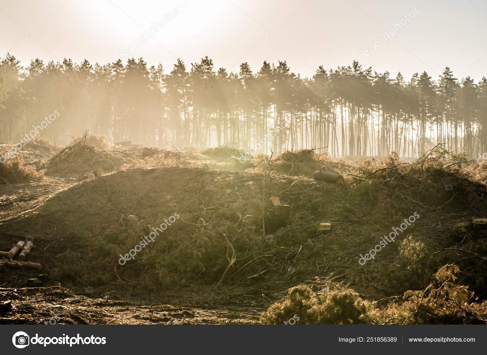 Destroyed The Forest Save The Forests Stock Photo - 