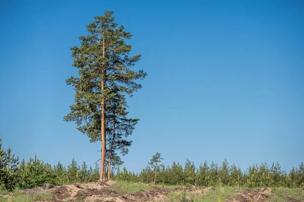 Zerstörte den Wald. Rettet die Wälder! — Stockfoto