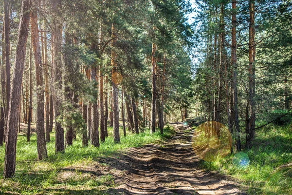 Feldweg im Kiefernwald — Stockfoto