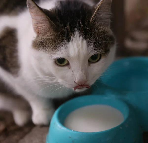 饥饿的猫喝牛奶从蓝色碗舔他的嘴唇 — 图库照片