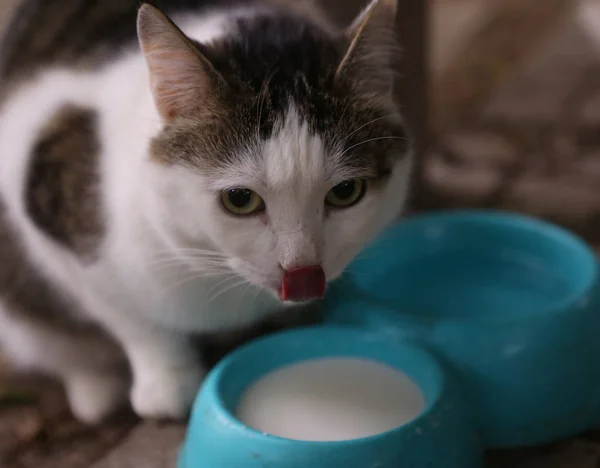 饥饿的猫喝牛奶从蓝色碗舔他的嘴唇 — 图库照片
