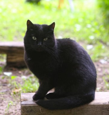 kedi açık yaz fotoğraf