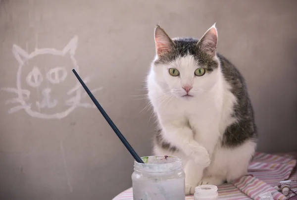 Männliche Katze schläft auf Betonwand Hintergrund — Stockfoto