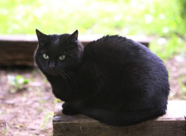 Tom erkek kedi açık yaz fotoğraf