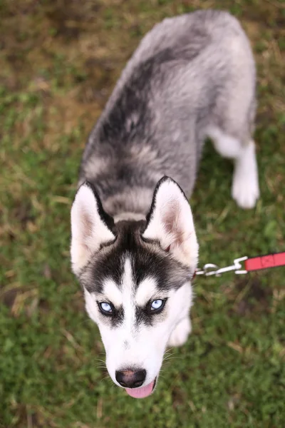 Siberian husky puppy cloe up photo on green grass — Stock Photo, Image