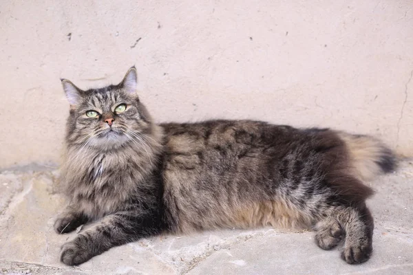 톰 수 컷 고양이 여름 야외 사진 — 스톡 사진