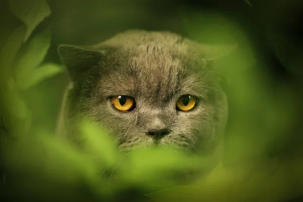 Tom mâle chat extérieur photo d'été — Photo