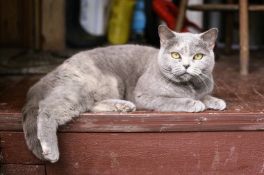 Tom erkek kedi açık yaz fotoğraf