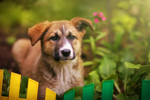 Cachorro pastor alemán sobre fondo de jardín verde foto de primer plano —  Fotos de Stock