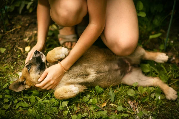 Schäferhund-Welpe lag mit menschlicher Hand auf grünem Rasen — Stockfoto