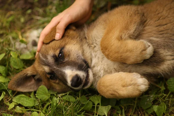 Schäferhund-Welpe lag mit menschlicher Hand auf grünem Rasen — Stockfoto