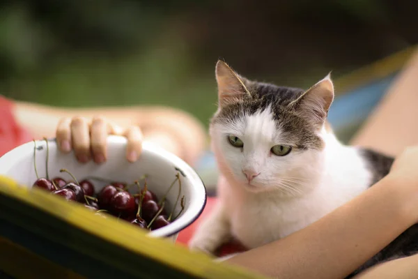 Cat pet close up portrait with human in hammock — Stock Photo, Image