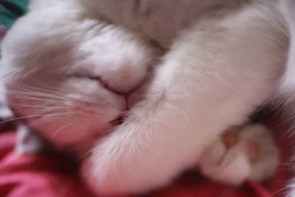 写真をすぐに眠っているかわいいトム メール猫 — ストック写真