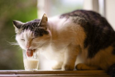 aç kedi içecek süt mavi kase dudaklarını yala