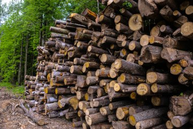 ağaçlar kapalı kıyılmış yığın yeşil orman arka plan üzerinde yatıyordu