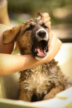 Çocuklar el wasing köpek küveti yakın fotoğraf