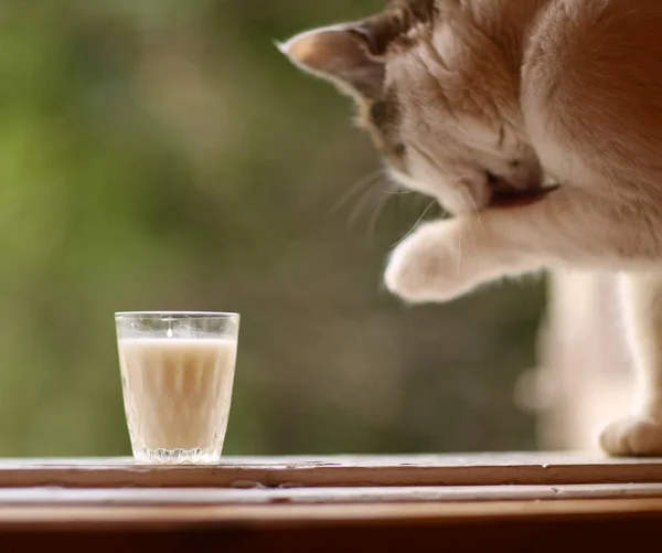 饥饿的猫喝牛奶从蓝色碗舔他的嘴唇 — 图库照片