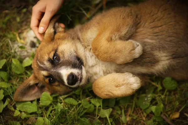 Schäferhund-Welpe lag mit menschlicher Hand auf grünem Rasen — Stockfoto