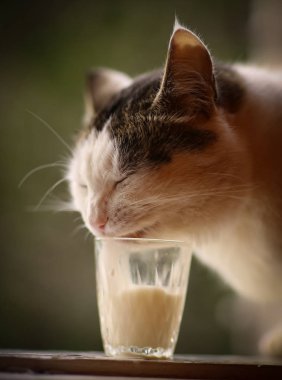 aç kedi içecek süt mavi kase dudaklarını yala