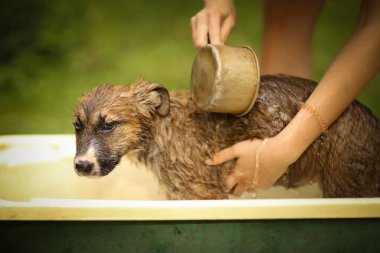 Çocuklar el wasing köpek küveti yakın fotoğraf