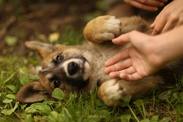 Alman çoban köpek yavrusu insan eli ile yeşil çim çim lay
