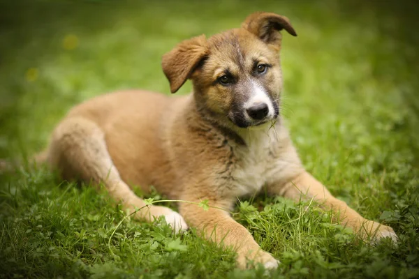 Alman çoban köpek yavrusu insan eli ile yeşil çim çim lay — Stok fotoğraf