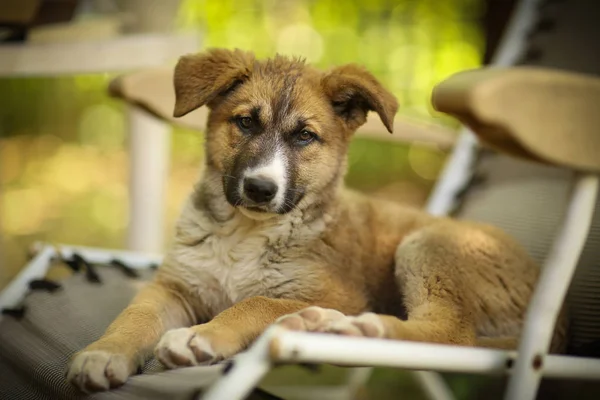 Duitse herder pup lag op groen gras gazon met menselijke hand — Stockfoto