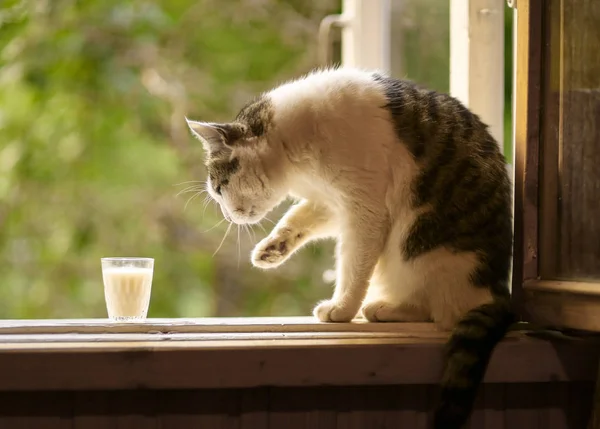 Fome gato beber leite de azul tigela lamber seus lábios — Fotografia de Stock
