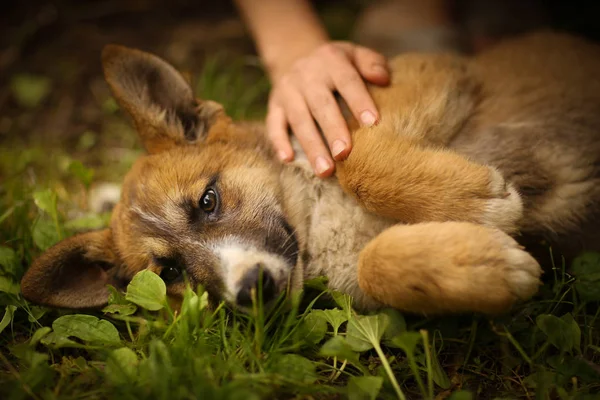 Немецкая овчарка щенок лежал на зеленой газоне травы с человеческой рукой — стоковое фото