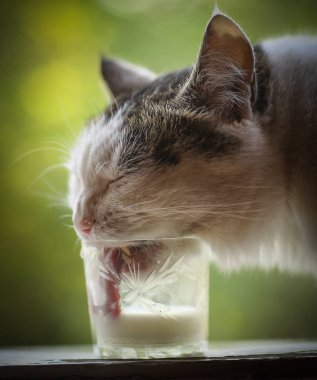 aç kedi içecek süt mavi kase dudaklarını yala