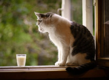 aç kedi içecek süt mavi kase dudaklarını yala