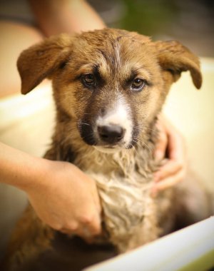 Çocuklar el wasing köpek küveti yakın fotoğraf