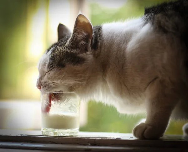 Gatto affamato bere latte da ciotola blu leccare le labbra — Foto Stock