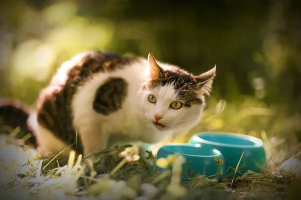 饥饿的猫喝牛奶从蓝色碗在夏天绿色庭院背景 — 图库照片