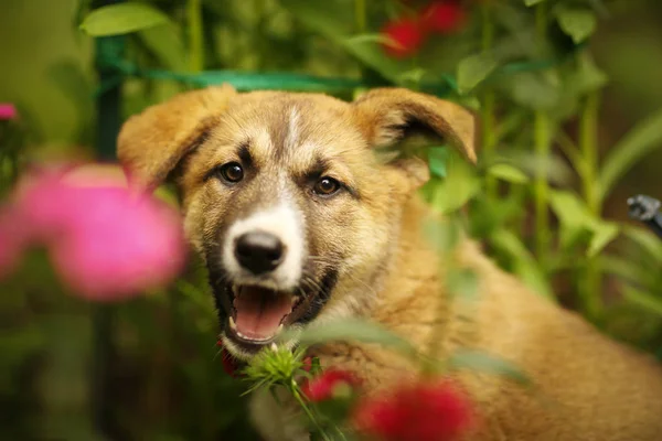 Cachorro pastor alemán yacía en césped de hierba verde con mano humana —  Fotos de Stock