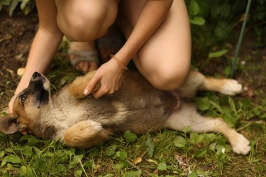 Alman çoban köpek yavrusu insan eli ile yeşil çim çim lay