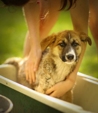 Çocuklar el wasing köpek küveti yakın fotoğraf