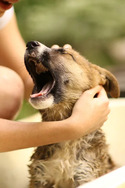 Wasing puppy van de hand van de kinderen in Bad dicht foto — Stockfoto