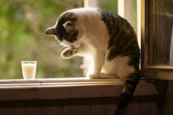 饥饿的猫喝牛奶从蓝色碗舔他的嘴唇 — 图库照片