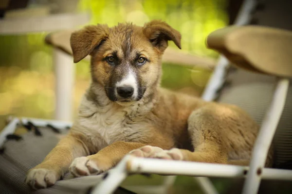 Duitse herder pup lag op groen gras gazon met menselijke hand — Stockfoto