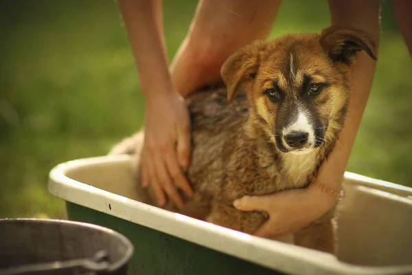 Niños mano wasing cachorro en bañera de cerca foto —  Fotos de Stock