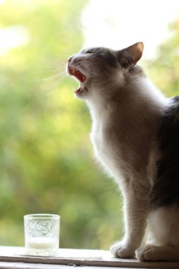 aç kedi içecek süt mavi kase dudaklarını yala