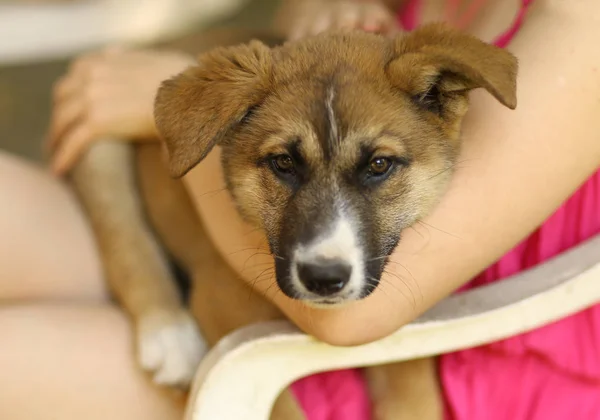 Schäferhund-Welpe lag mit menschlicher Hand auf grünem Rasen — Stockfoto